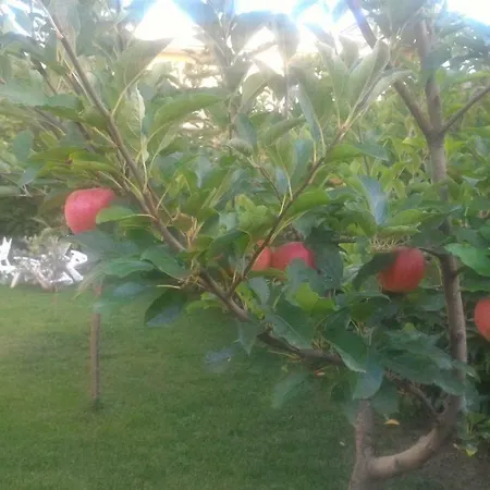 Rosa